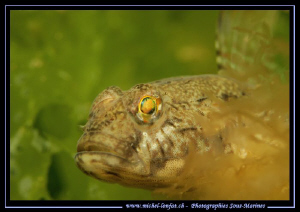 A beautiful Goby - with his amazing eyes in the water's o... by Michel Lonfat 